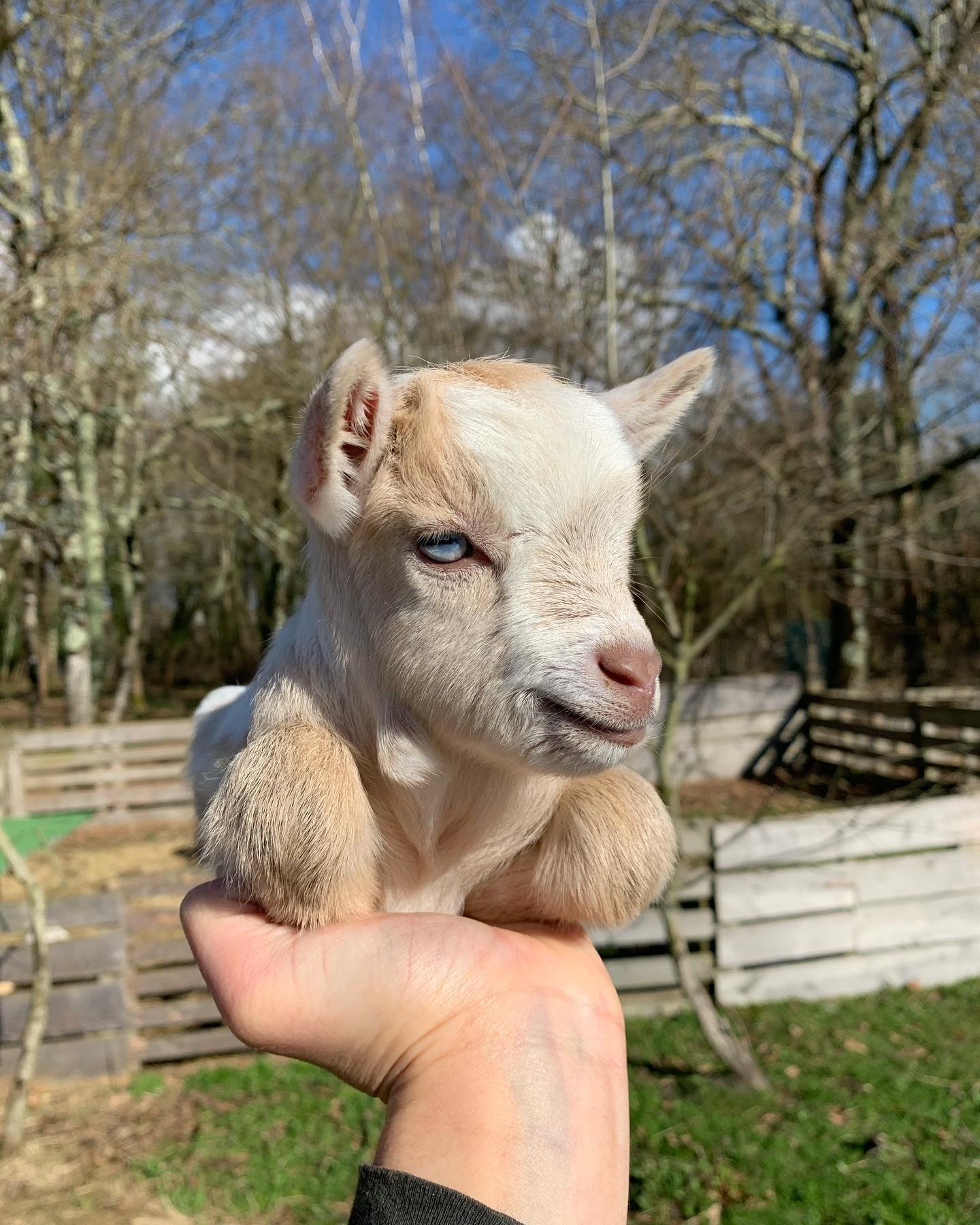 Buy Quality Miniature Pygmy Goats for Sale | Goats Galore Livestock